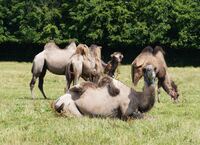 Stotzheimer Kamele